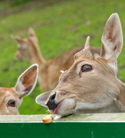 Tinnumer Tierpark